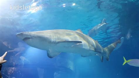 Swim with sharks - Sea Life Melbourne Aquarium - YouTube