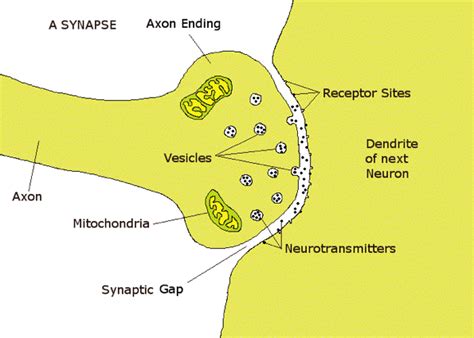 The synapse: When the action potential reaches the axon ending, it causes tiny bubbles of ...