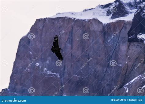 Andean Condor ,Torres Del Paine National Park Stock Photo - Image of ...