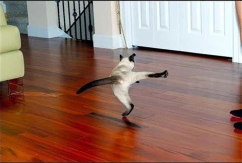 funny cat dance - Dump A Day