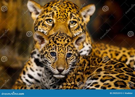 Jaguar Cubs stock image. Image of portrait, jaguar, beauty - 29253313