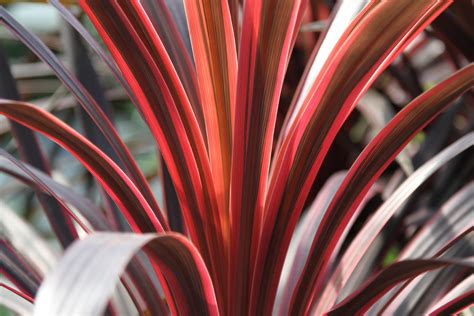 Cordyline “Red Star” – Stow Garden Center