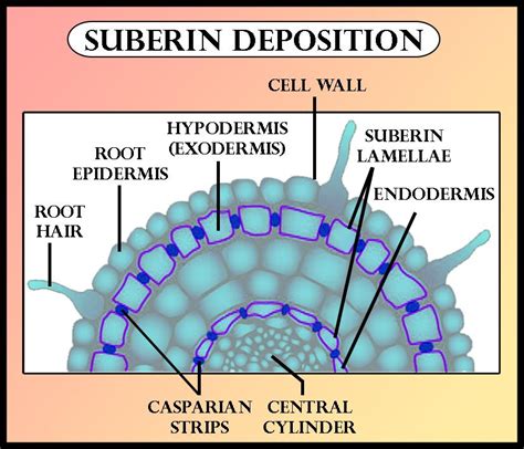 Suberin in chiefly deposited in the cell of(a)Sclerenchyma(b)Collenchyma(c)Cork(d)Phelloderm