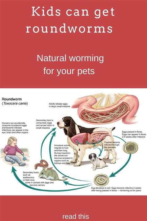 Natural wormer for dogs and cats. Symptoms of worms in your dog: Carrots for Worms ! | Worms in ...