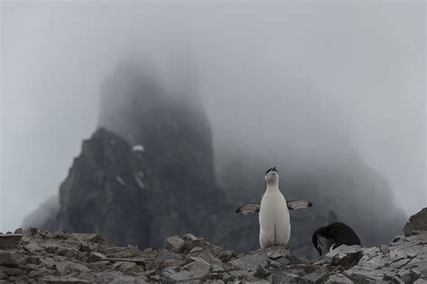 Penguin scientists – Antarctica | Christian Åslund Photography