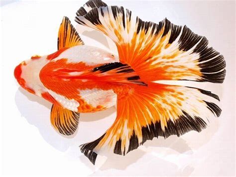 Ryukins with butterfly (tosakin) tail? | Site for Goldfish Keepers More Pretty Fish, Cool Fish ...