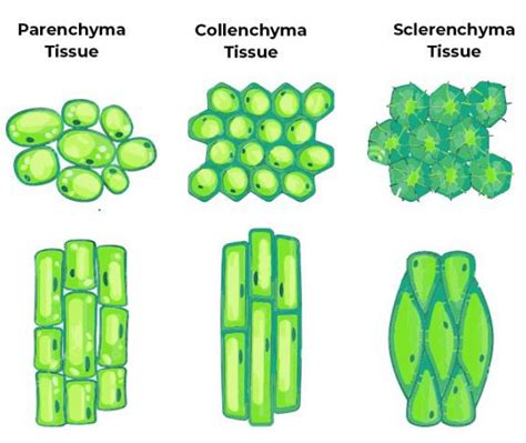 Collenchyma Tissue: Types, Characteristics & functions