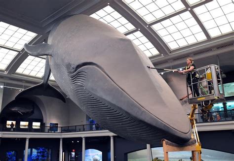 Whale Washing: Iconic Natural History Museum Whale Gets a Cleaning | History museum, Whaling ...