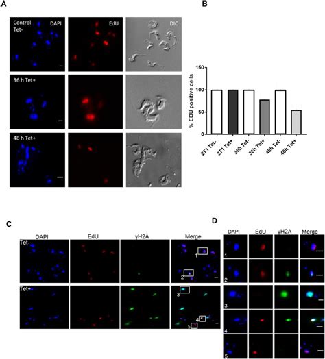 EdU labelling suggests impaired nuclear DNA replication and increased... | Download Scientific ...