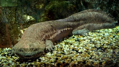 Researchers fear world’s largest amphibian, the Chinese giant ...