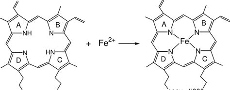 The reaction catalyzed by ferrochelatase. Adapted from (Al-Karadaghi et... | Download Scientific ...