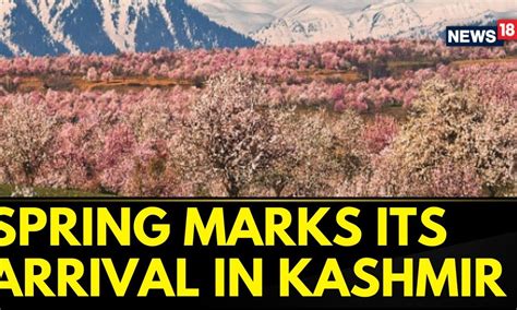 Jammu And Kashmir | Kashmir News | Spring Turns Parts Of Srinagar Into ...