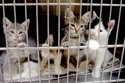 Gwinnett County Animal Shelter - Georgia Pet Watchers