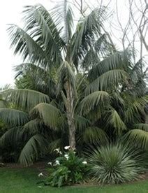 Vegetation and animals - Humid Subtropical