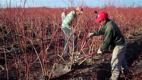 How to Properly Prune Mature Blueberry Bushes - YouTube