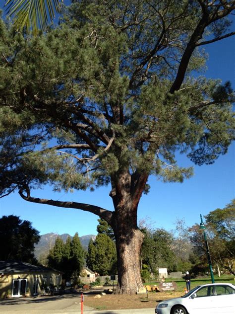 THE WORLD'S LARGEST TORREY PINE: The Tree to End All Trees - California Curiosities