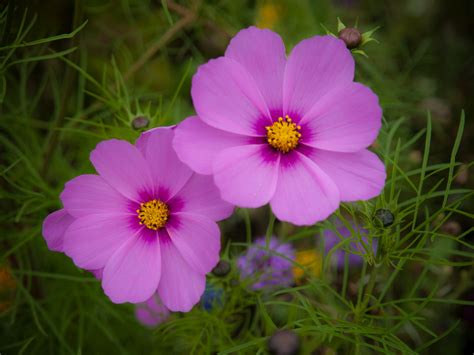 Cosmos flower wallpaper | 1024x768 | #29825