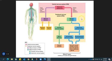 Nervous system flow chart