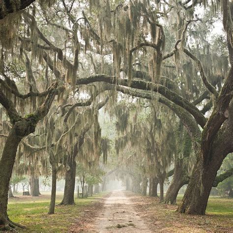 trees native to savannah georgia - Taunya Gable