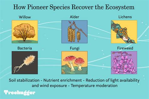 What Is a Pioneer Species? Definition and Examples