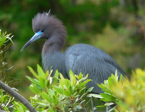 Little Blue Heron in Breeding Plumage | Smithsonian Photo Contest | Smithsonian Magazine