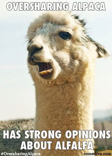 38 Alpaca Memes That Will Either Be The Funniest Or Weirdest Thing You ...