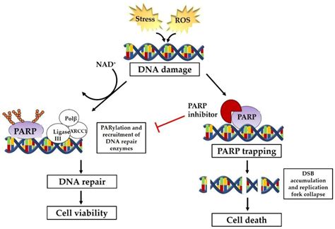 JCM | Free Full-Text | PARP Inhibitors as a Therapeutic Agent for ...