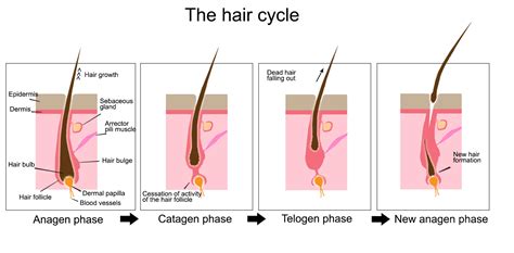 Dr Rachel Ho | phases of hair growth cycle