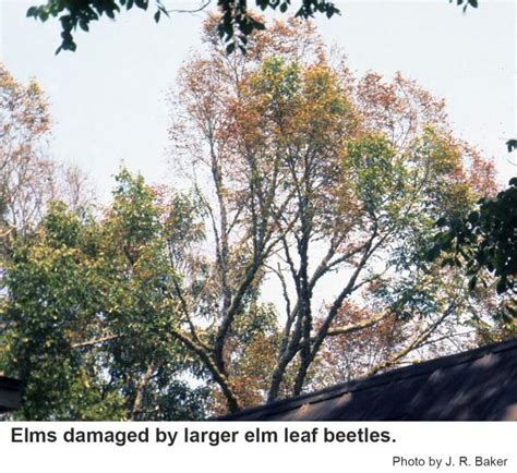 Larger Elm Leaf Beetle | NC State Extension Publications