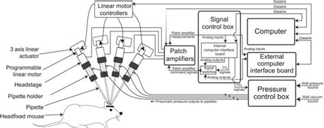 Multi-neuron intracellular recording in vivo via interacting autopatching robots | eLife