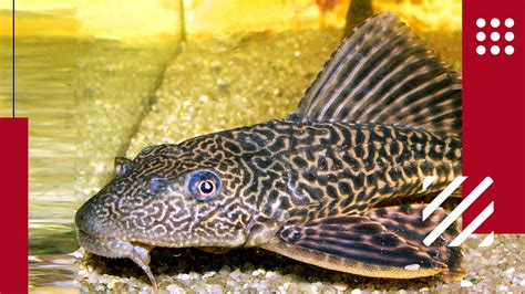 Plecostomus Fish: Care, Diet and Everything Else - Lil Pet