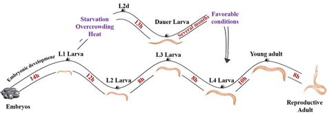 Caenorhabditis elegans life cycle at 20°C. The life cycle of this... | Download Scientific Diagram