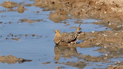 Sandgrouse Soak in Water – FYFD