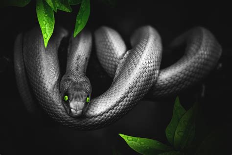 Snake Wallpaper 4K, Reptile, Dark, Green eyes, Jungle