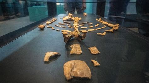 How a 3.2-million-year-old human relative named Lucy walked | CNN