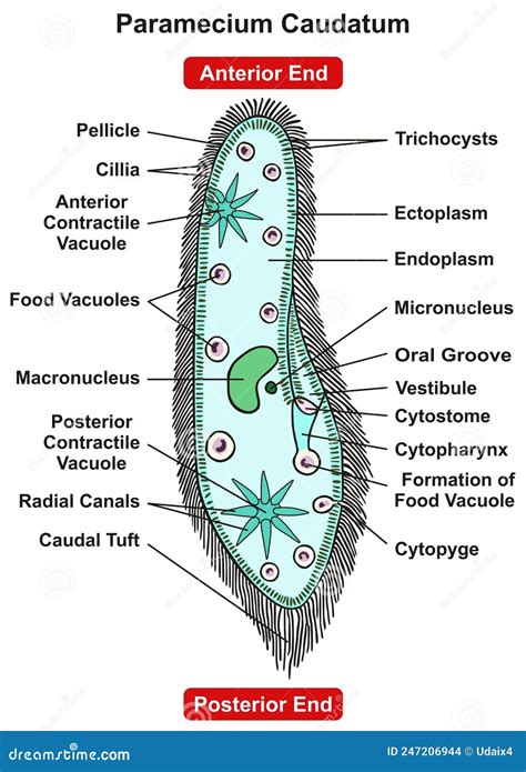 Paramecium Caudatum. Vector Drawing Icon | CartoonDealer.com #194799054