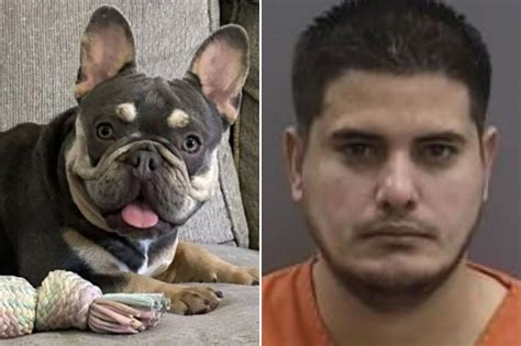 Amazon driver steals French bulldog while making deliveries in Florida: authorities - SCHOOL ...