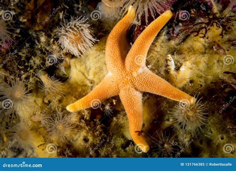 Blood Sea Star Underwater at Bonaventure Island in the St. Lawrence River Stock Image - Image of ...