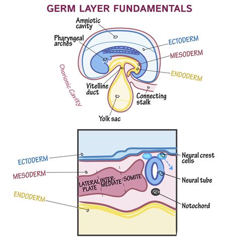 Embryology Glossary: Germ Layers | ditki medical & biological sciences