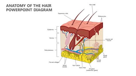 Structure of Hair and Composition with Cyclic Growth Behavior