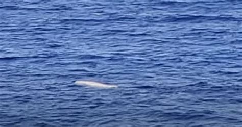 A Real Moby Dick: Mythic White Sperm Whale Captured on Film Near Jamaica