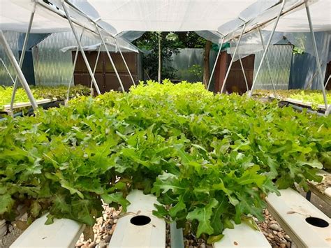 Premium Photo | Green lettuce in the hydroponic farm