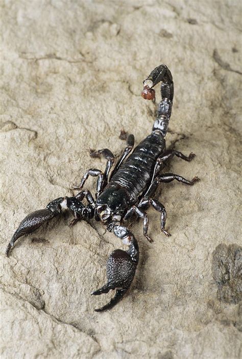 Emperor Scorpion Photograph by David Aubrey - Fine Art America