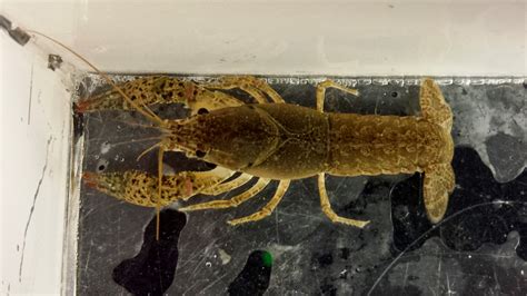 Could anyone help me with a crayfish species identification?