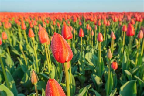 Field with Tulips at Sunrise Stock Photo - Image of noordoostpolder, sunlight: 90241632