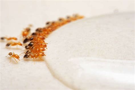 How to Get Rid of Sugar Ants Naturally (7 Natural Remedies)