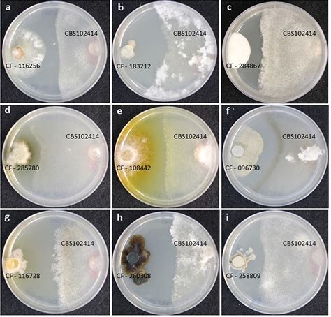 Frontiers | Co-culturing of Fungal Strains Against Botrytis cinerea as a Model for the Induction ...