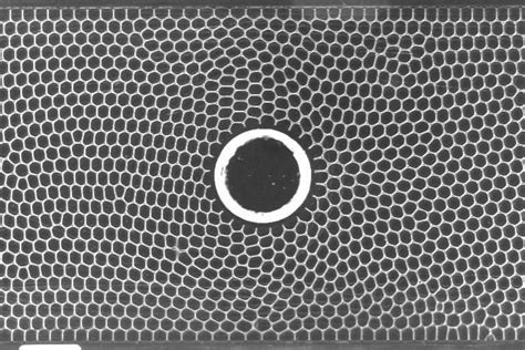 Image of the experiment, with the foam confined between liquid and... | Download Scientific Diagram