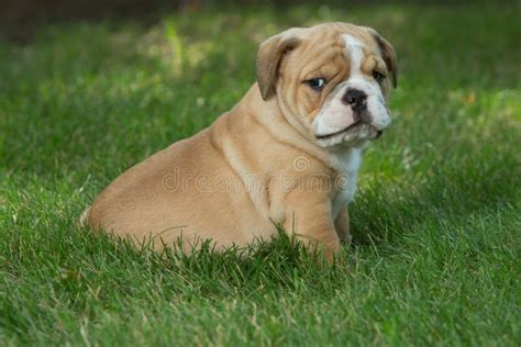 Cute Brown Wrinkled Bulldog Puppy in the Grass Looking at Something ...