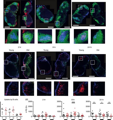 Follicular dendritic cells (FDC) fail to retain immune complexes in... | Download Scientific Diagram